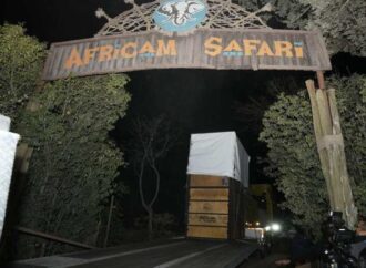 Jirafa Benito llega a su nuevo hogar en African Safari