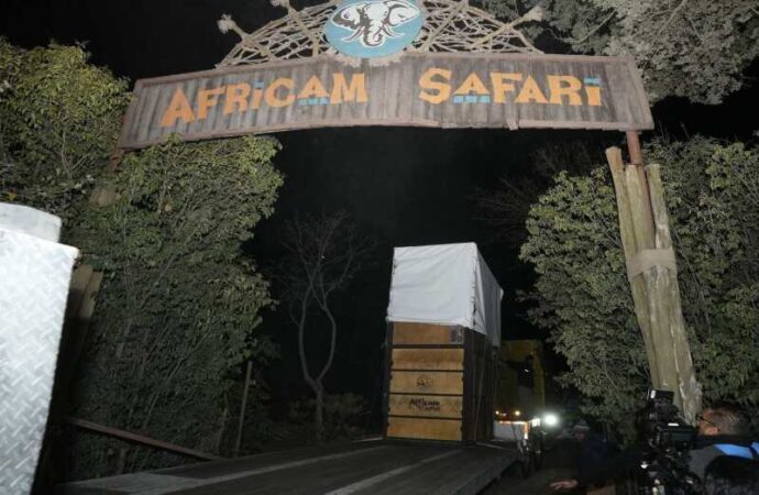 Jirafa Benito llega a su nuevo hogar en African Safari